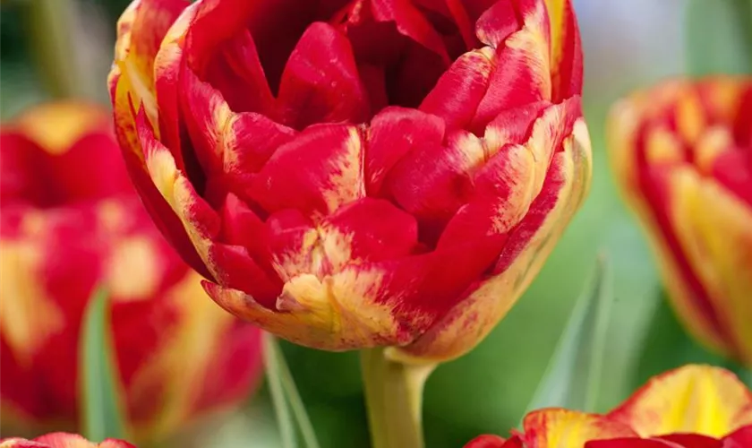 Tulipa 'Sundowner'