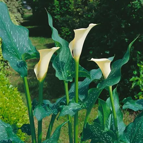 Garten-Scheinkalla Zantedeschia 'Black Eyed Beauty'