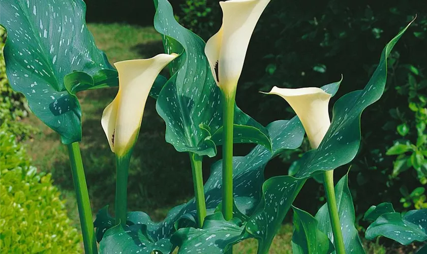 Zantedeschia albomaculata 'Black Eyed Beauty'