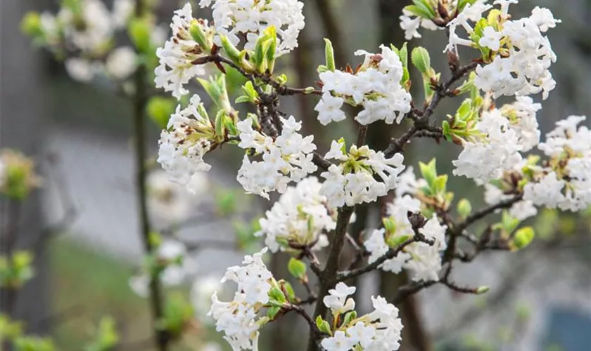 Viburnum farreri 'Hummeltraum'