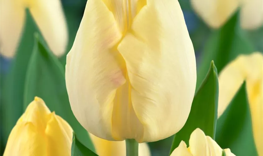 Tulipa 'Sunny Prince'