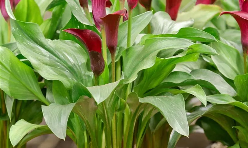 Zantedeschia 'Allure'