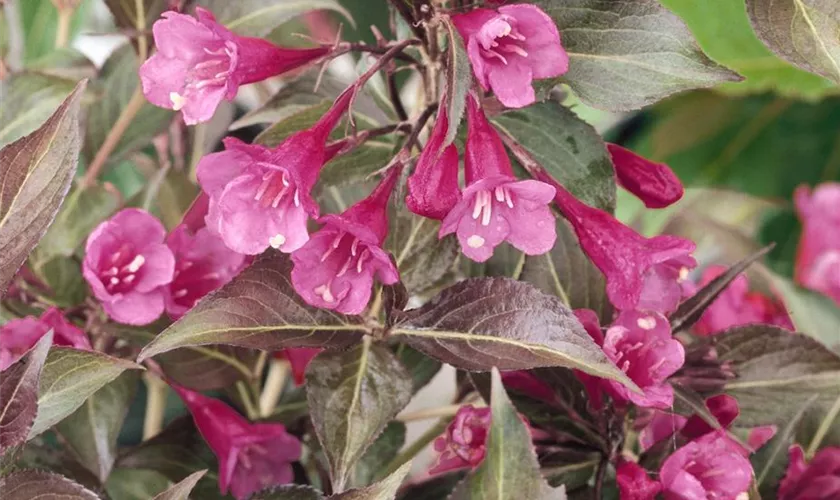 Weigela florida 'Cappuccino'®