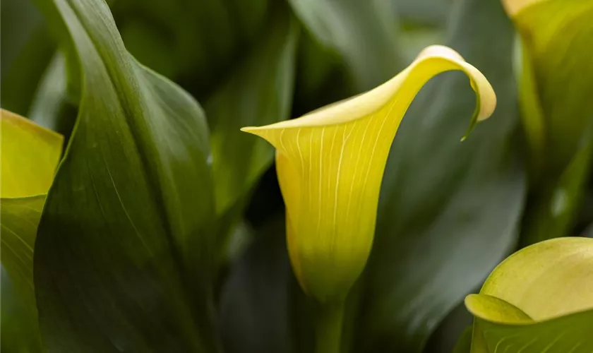 Zantedeschia 'Apricot Lady'