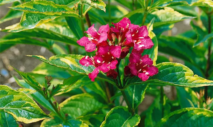 Weigela florida 'Goldrush'