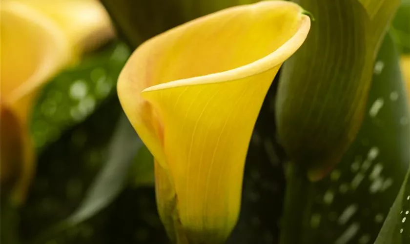 Zantedeschia 'Beatrix'