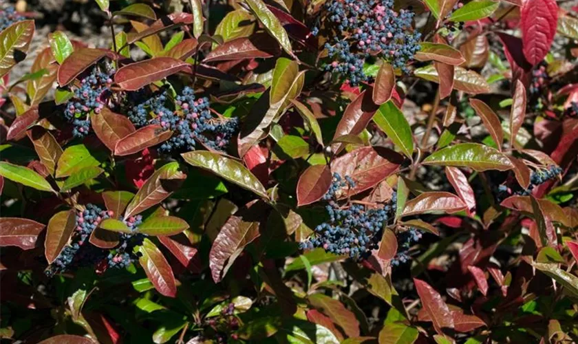 Viburnum nudum 'BrandyWine'