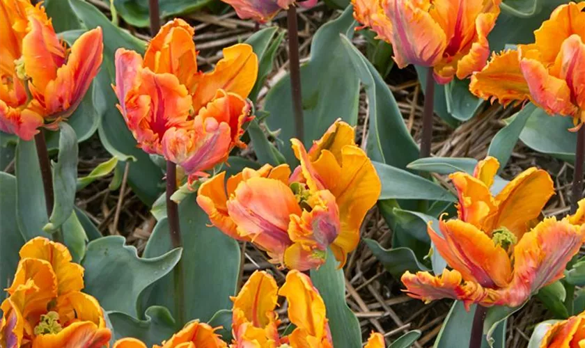 Tulipa 'Irene Parrot'