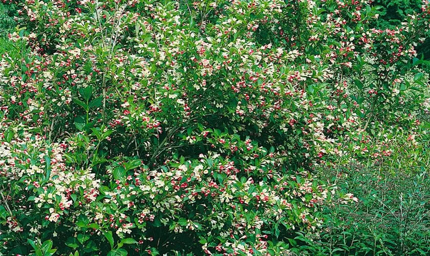 Weigela 'Marjorie'