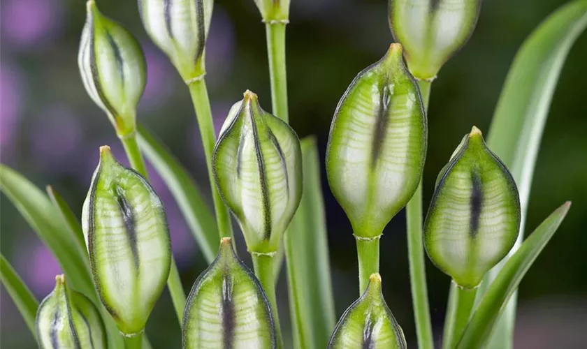 Tulipa tarda