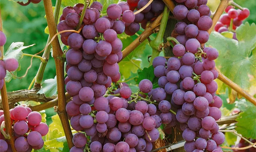 Vitis vinifera 'Alexandra'