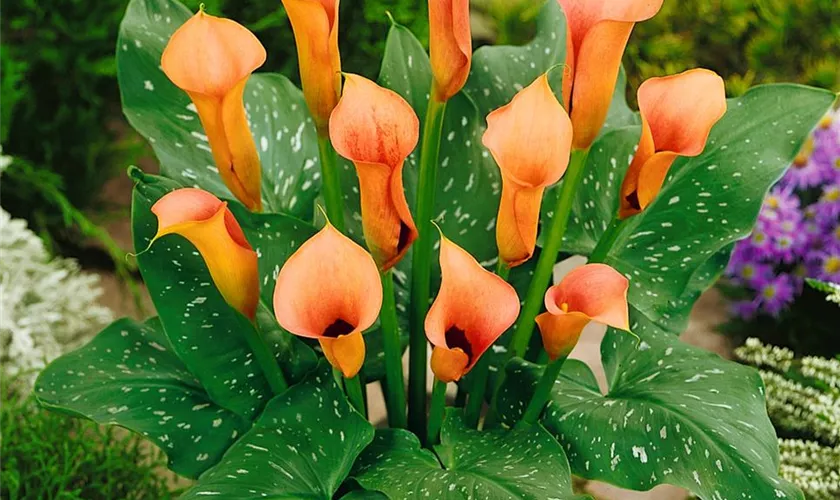 Zantedeschia 'Cameo'