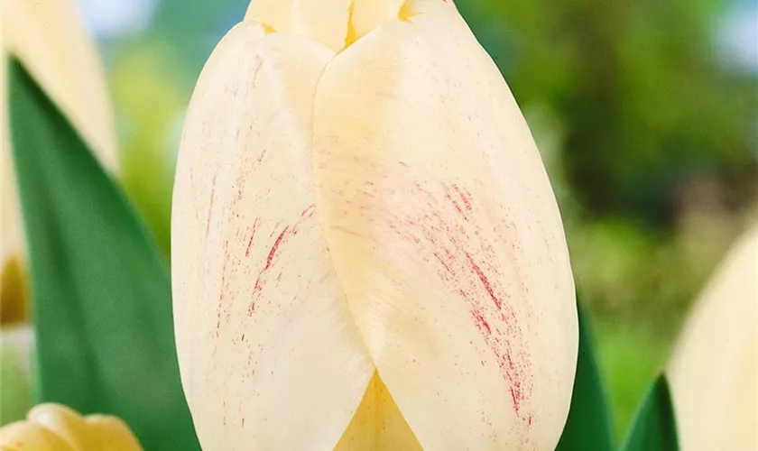 Tulpe 'Ivory Floradale'