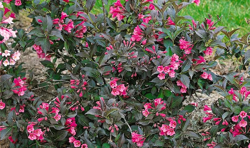 Weigela florida 'Merlot Rose'