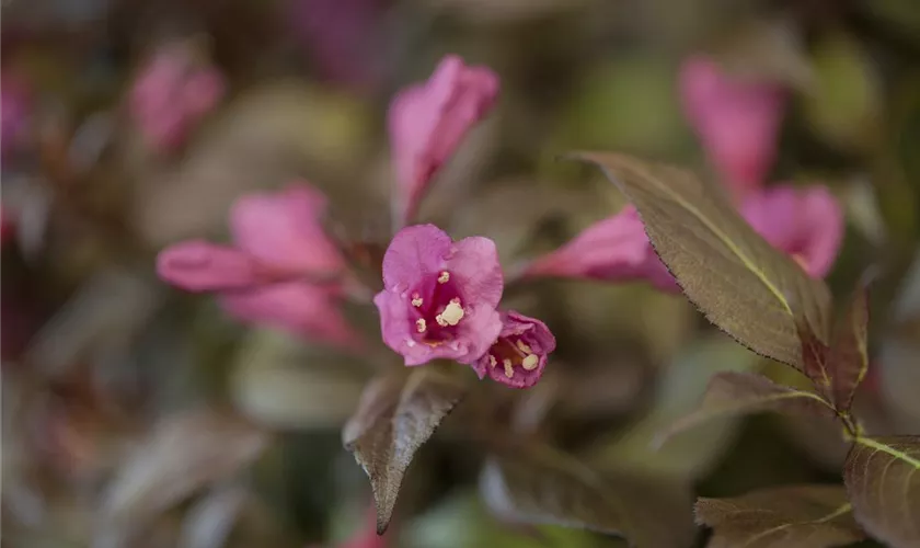 Weigela florida 'Minor Black'®