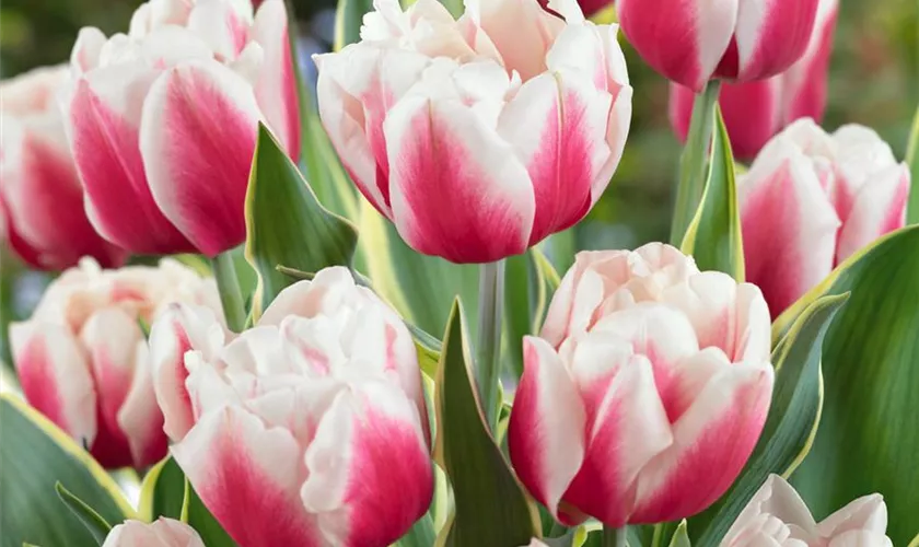 Tulipa 'Top Lips'