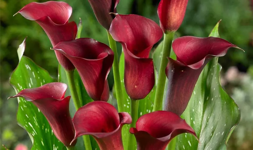 Zantedeschia 'Dominique'