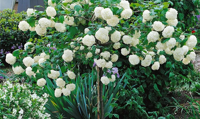 Viburnum opulus 'Roseum', Stamm