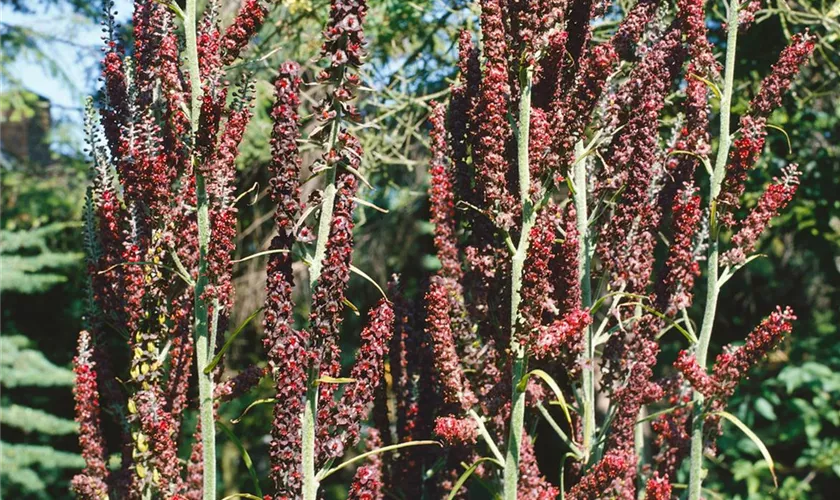 Veratrum nigrum