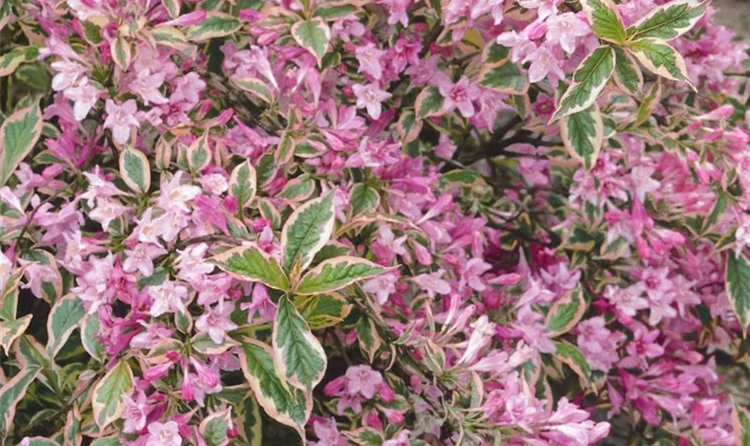 Weigela florida 'Monet'®, Stamm