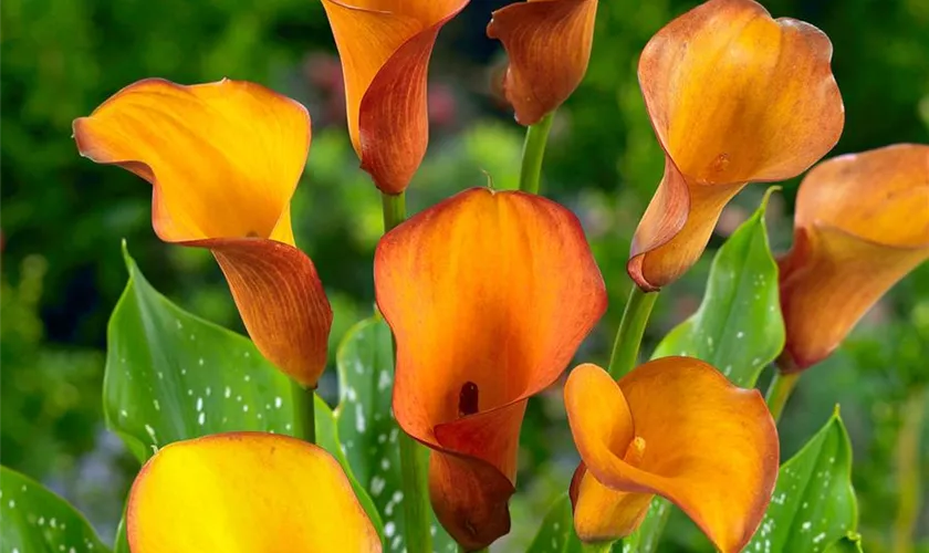 Zantedeschia 'Flame'