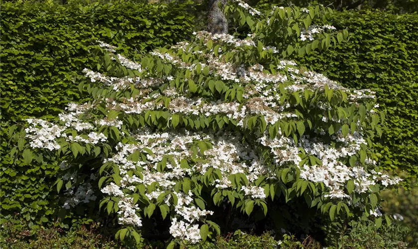 Viburnum plicatum