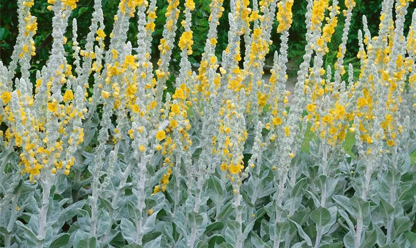 Verbascum bombyciferum 'Polarsommer'