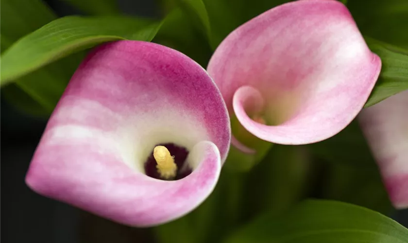 Zantedeschia 'Garnet Glow'