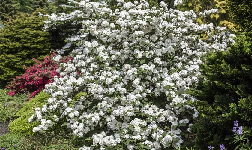 Viburnum plicatum 'Dart´s Red Robin'