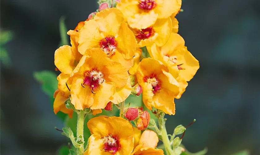 Verbascum chaixii