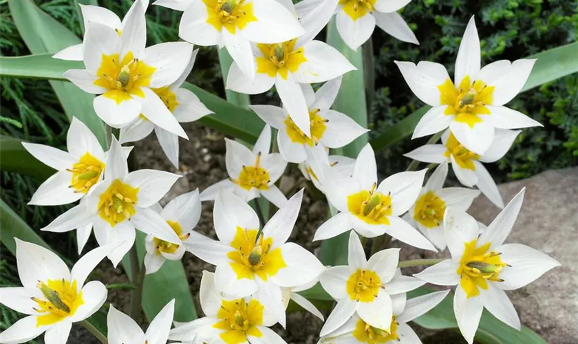 Tulipa turkestanica