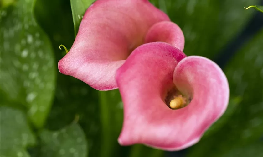 Zantedeschia 'Hot Coral'