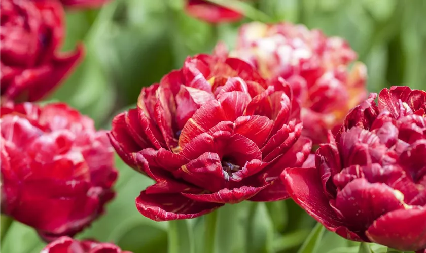 Tulipa 'Uncle Tom'