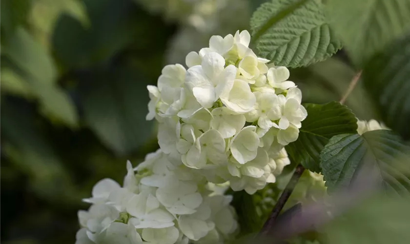 Viburnum plicatum 'Newport'