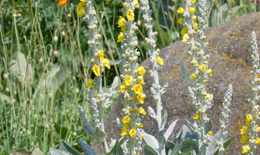 Verbascum longifolium