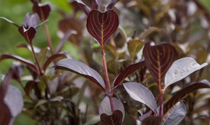 Weigela florida 'Purpurea'