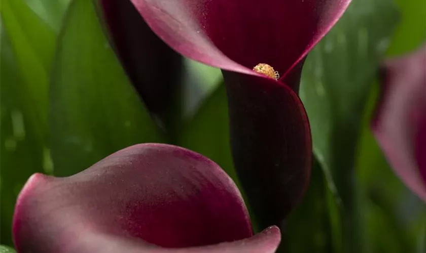 Zantedeschia 'Macau'