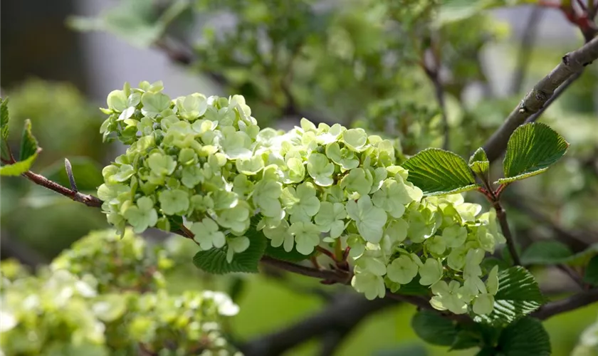 Viburnum plicatum 'Rotundifolium'