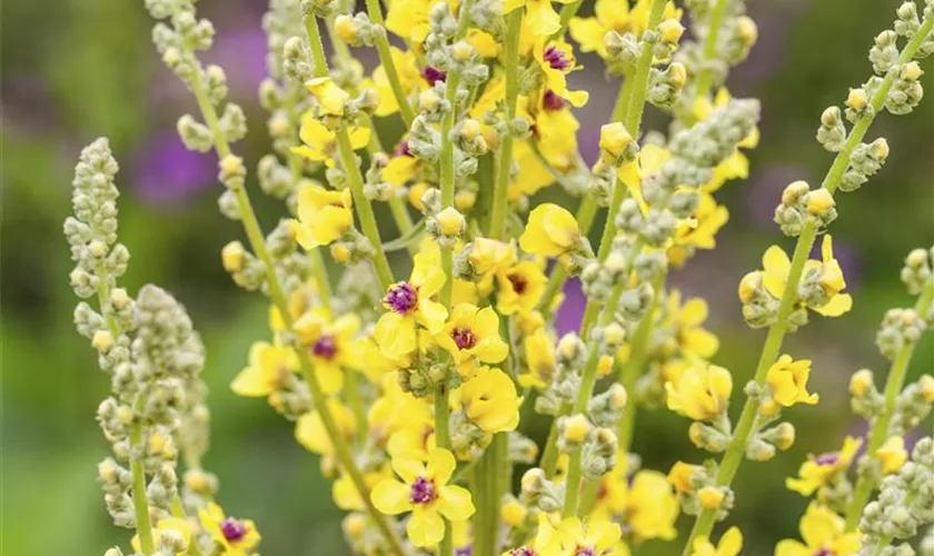 Verbascum nigrum