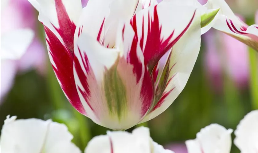 Tulipa viridiflora