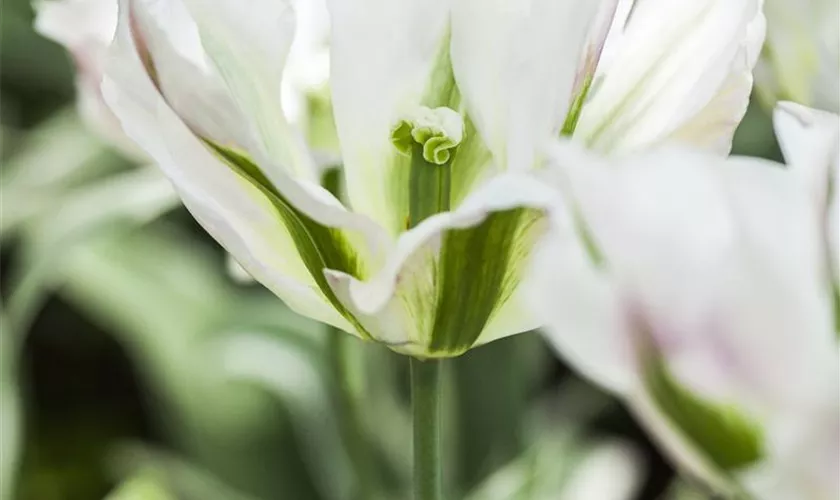 Tulipa viridiflora 'China Town'