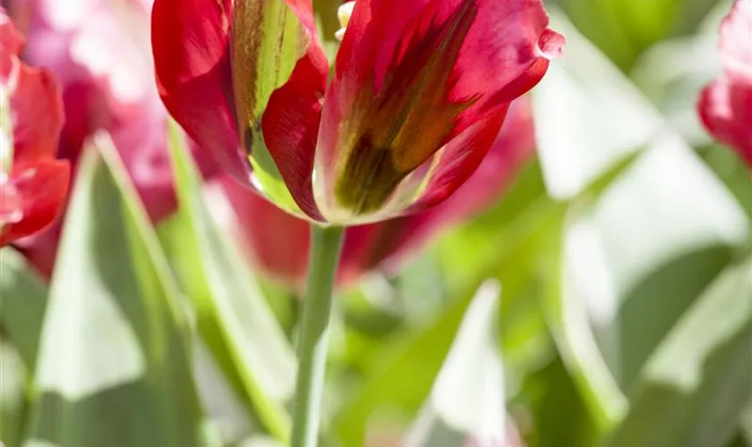 Tulipa viridiflora 'Esperanto'