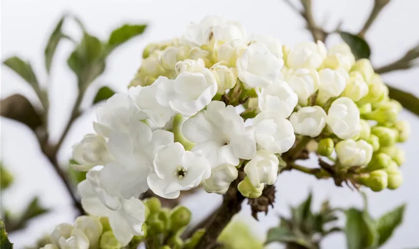 Viburnum plicatum 'Schroeders Nadine'