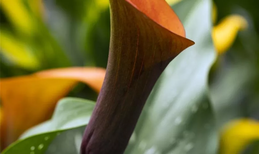 Zantedeschia 'Orange Alert'