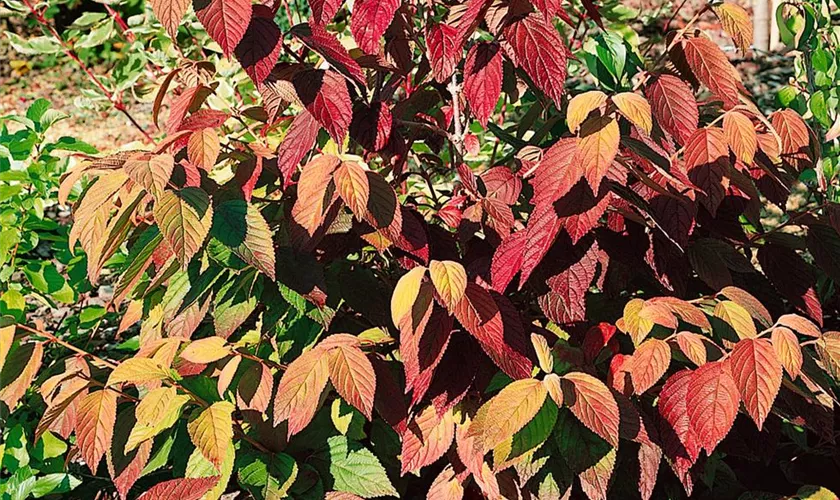 Viburnum plicatum 'Tennessee'