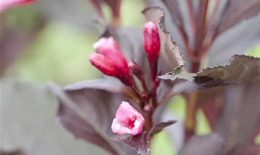 Weigela florida 'Victoria', Stamm