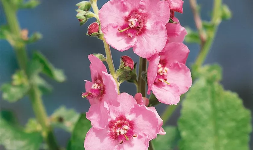 Verbascum x cultorum 'Pink Domino'