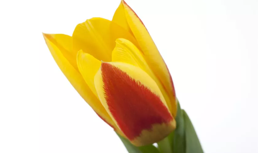 Tulpe 'Stresa'