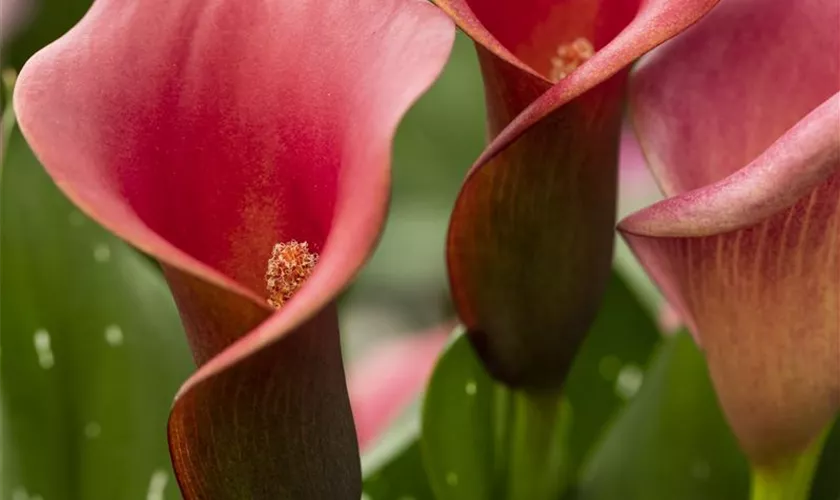 Zantedeschia 'Red Emotion'