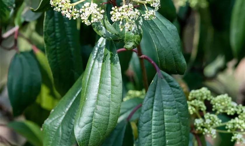 Viburnum rhytidophylloides